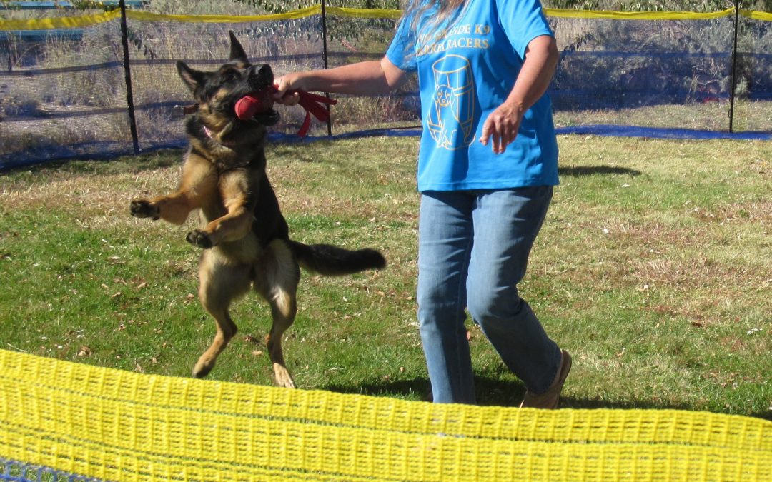 Dog Barrel Practice