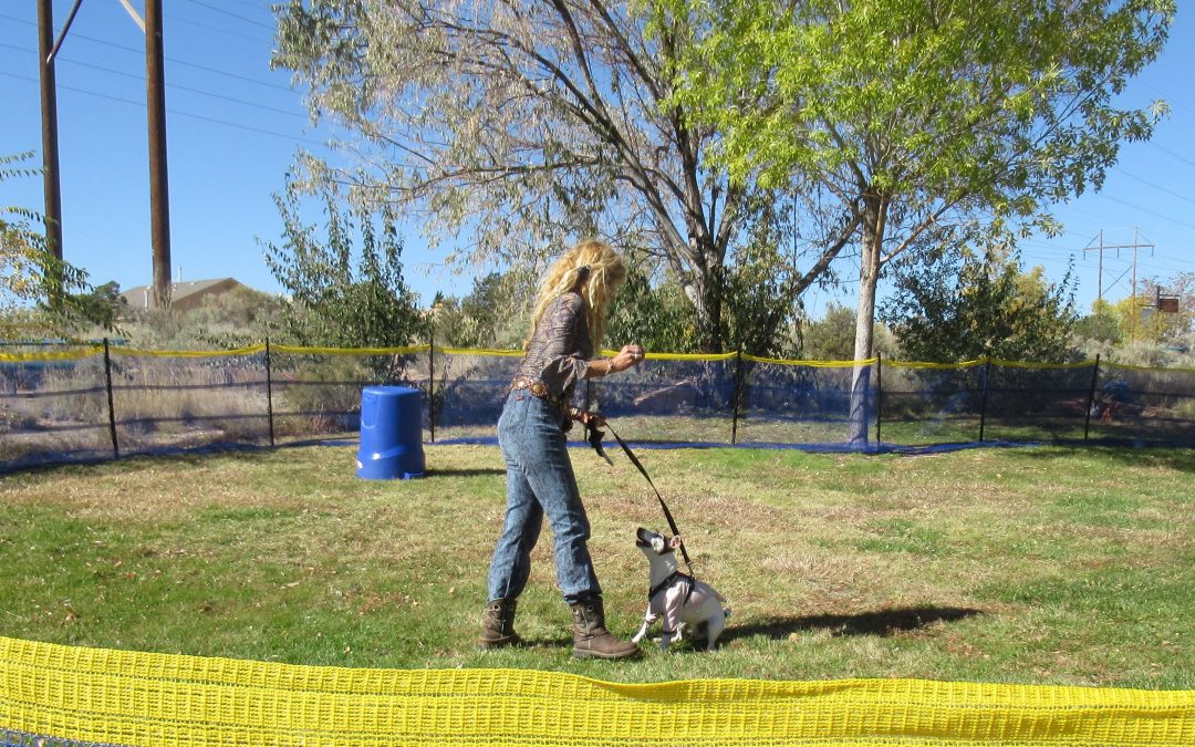 Third Winter Barrel Racing Competition